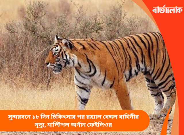 সুন্দরবনে ১৮ দিন চিকিৎসার পর রয়্যাল বেঙ্গল বাঘিনীর মৃত্যু, মাল্টিপল অর্গান ফেইলিওর